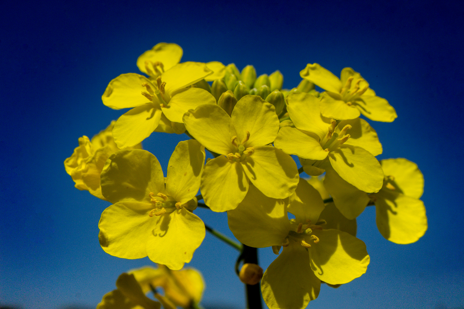 Brassica napus