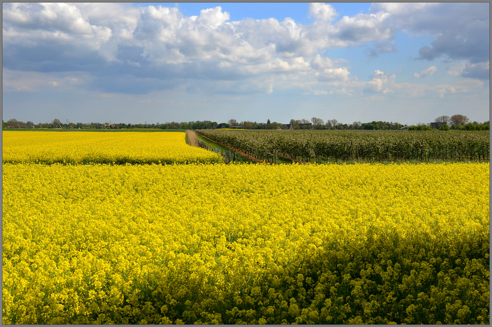 Brassica napus