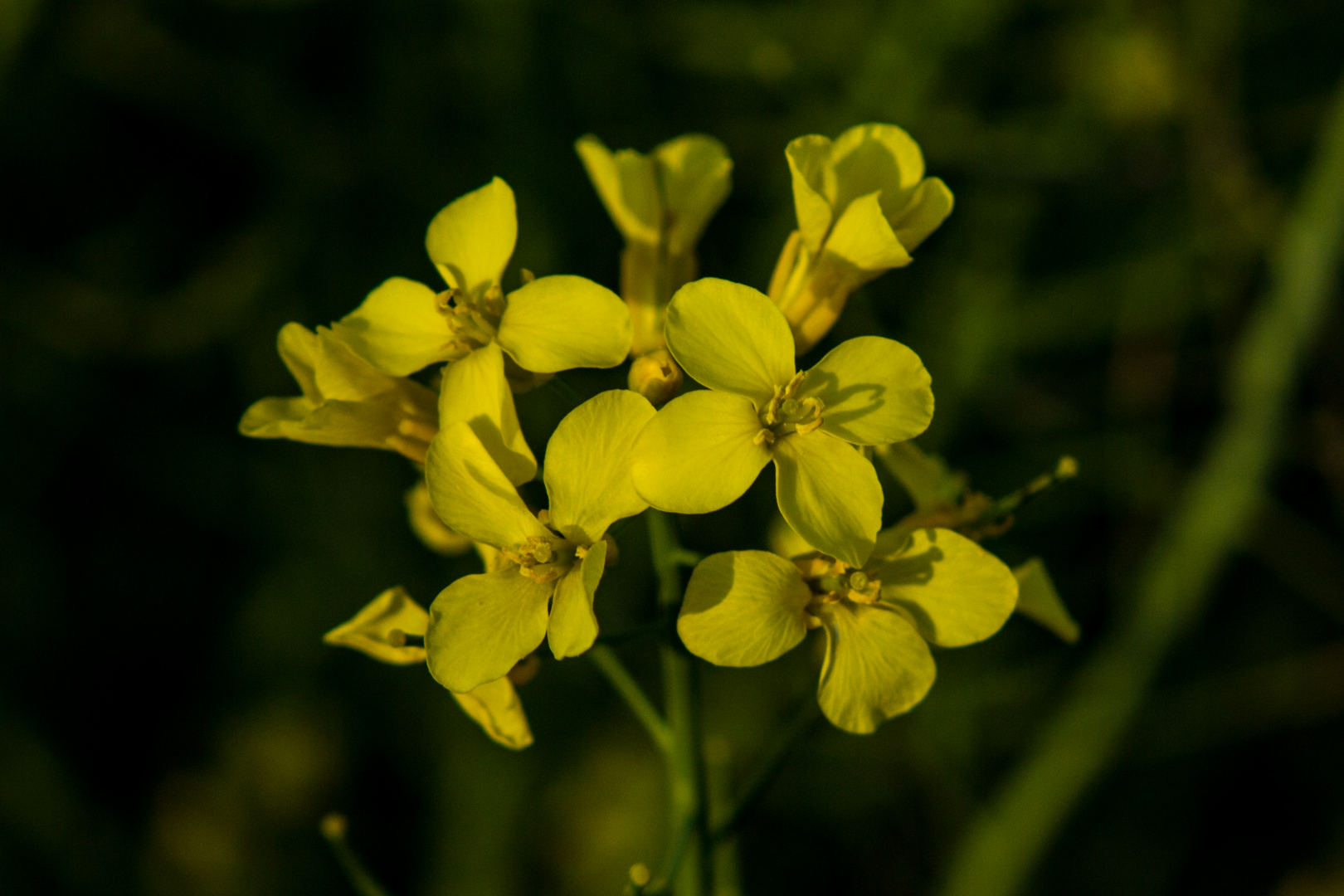 Brassica napus