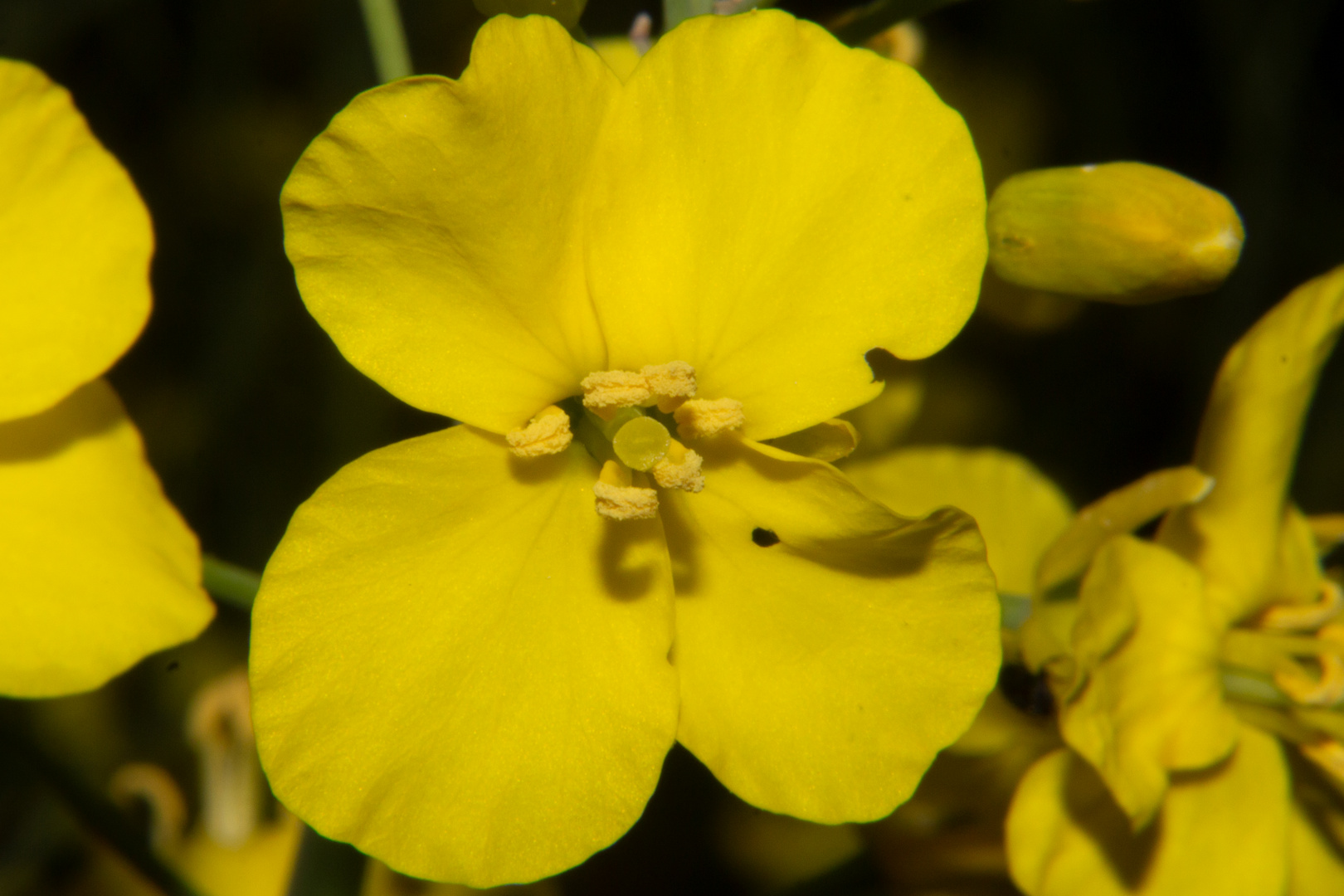 Brassica napus