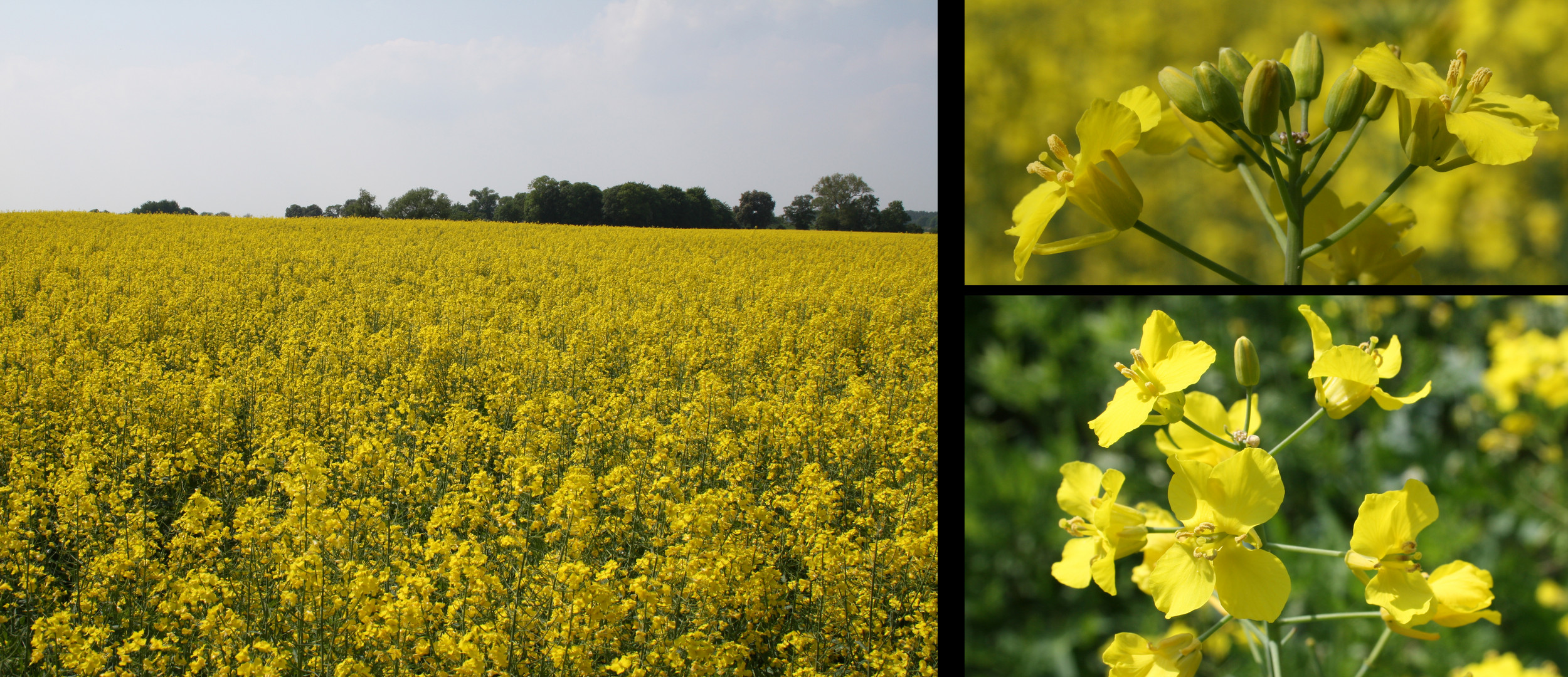 Brassica napus