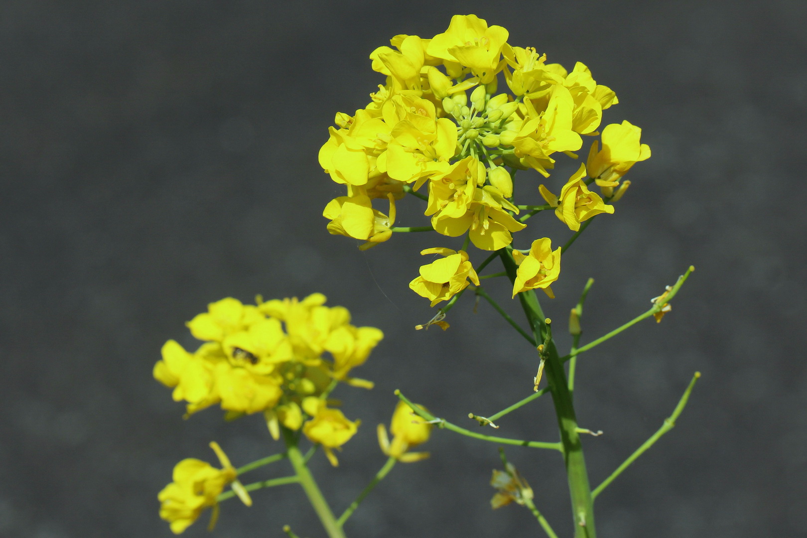 Brassica napus