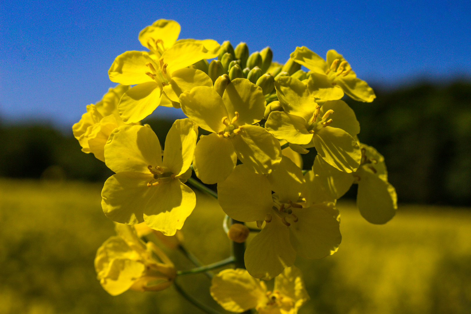 Brassica napus