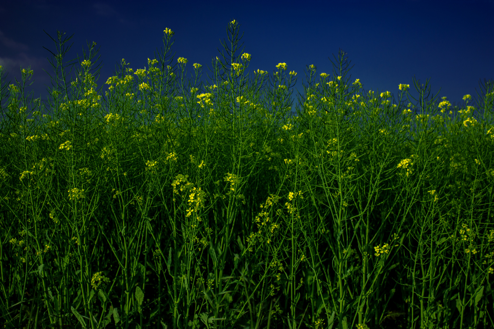 Brassica napus