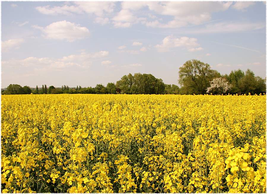 Brassica napus.