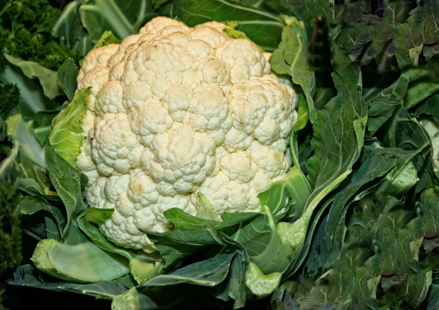 Brassica oleracea var. botrytis L.