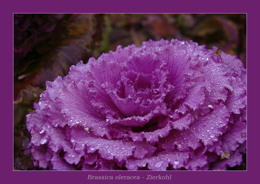 Brassica oleracea - Zierkohl