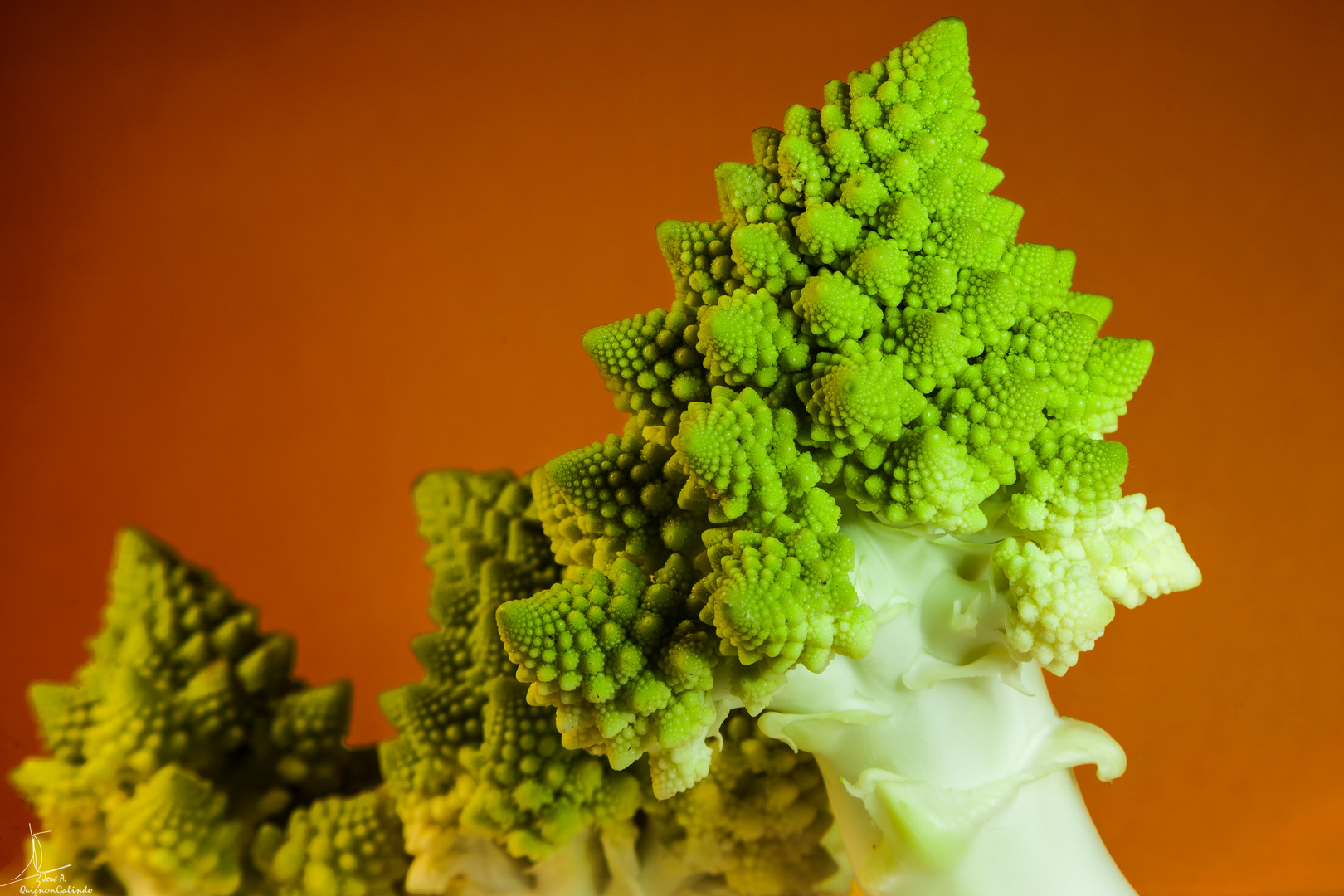 Brassica oleracea(Romanescu)