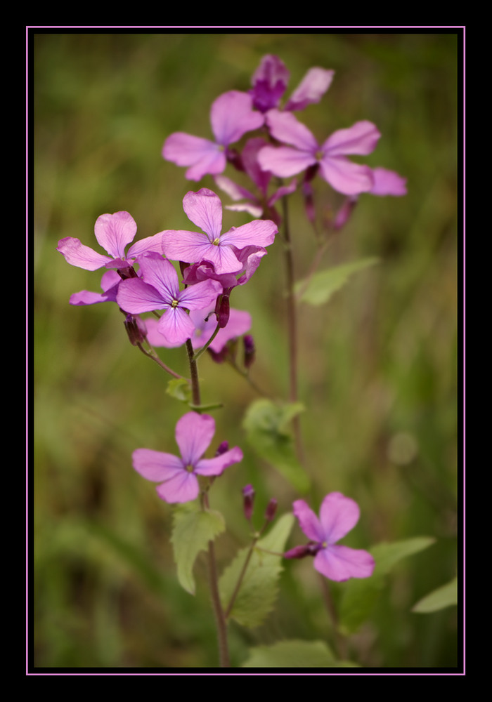 Brassicaceae - Lunaria annua