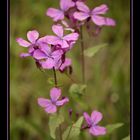 Brassicaceae - Lunaria annua