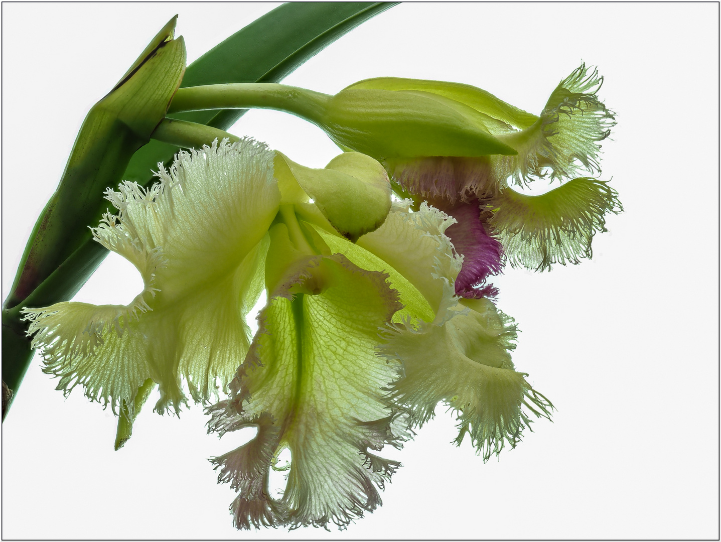 Brassocattleya Golf Green 'Hairy Pig' (Orchidee)