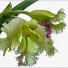 Brassocattleya Golf Green 'Hairy Pig' (Orchidee)