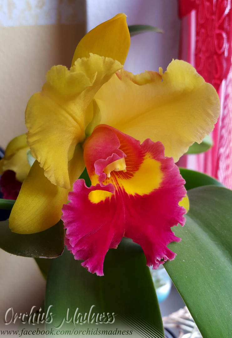 Brassolaeliocattleya Chunyeah #17 Cattleya Orchidee