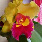 Brassolaeliocattleya Chunyeah #17 Cattleya Orchidee