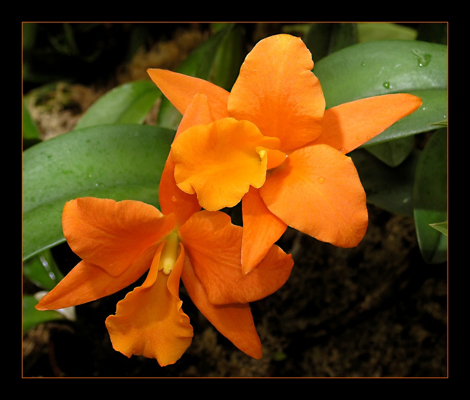 Brassolaeliocattleya Orange Nugget