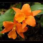 Brassolaeliocattleya Orange Nugget