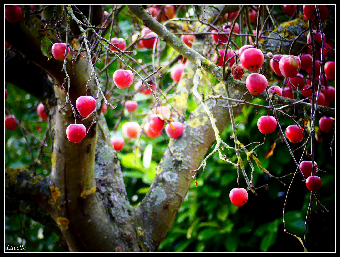 Bratapfelbaum .-)))