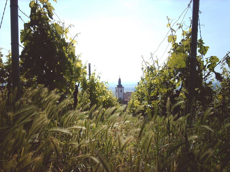 Brau-Gerste im Weinberg??? Der Winzer wollte wohl auf Nummer sicher gehen.