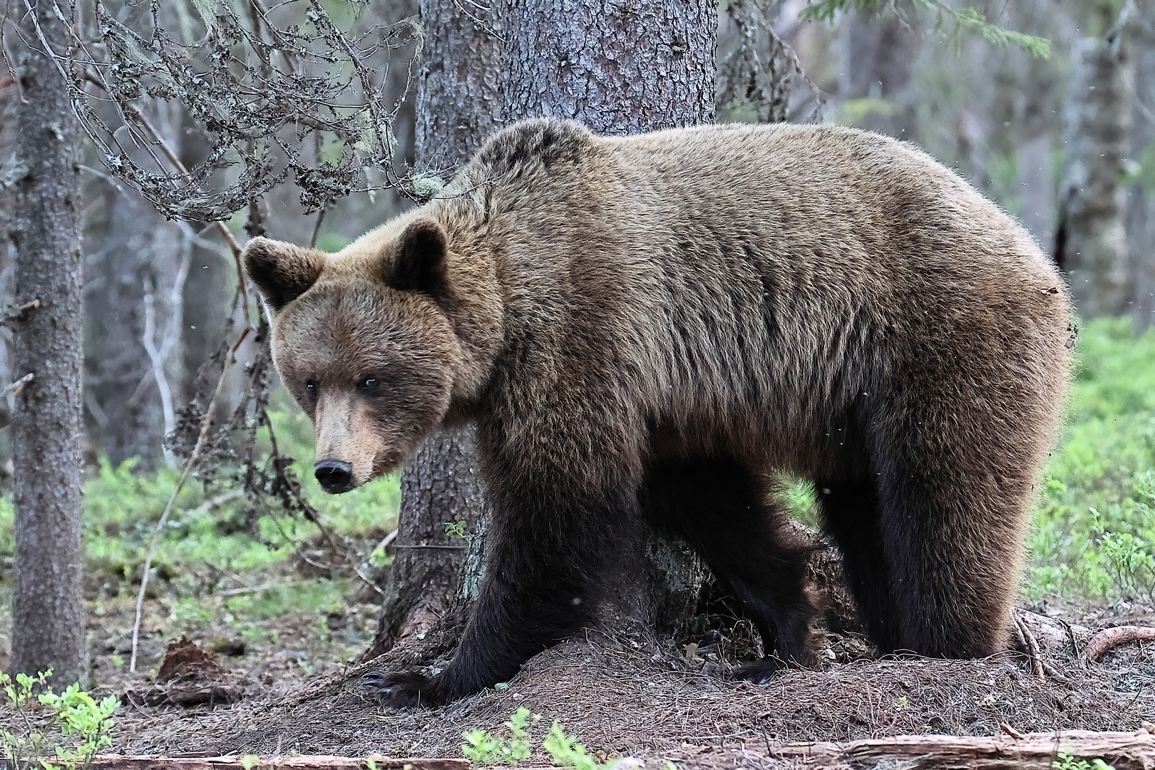 Braubär