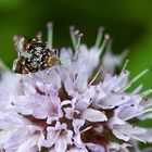 Brauch wieder mal Eure Hilfe - nur Doku - Prochoreutis sehestediana