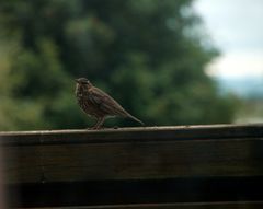 Brauchst gar nicht so zu gucken...Das Häufchen kommt nicht von mir....