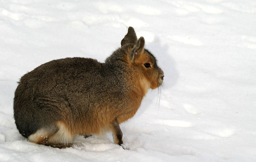 Braucht der Osterhase dieses Jahr einen Schlitten? ;-)))