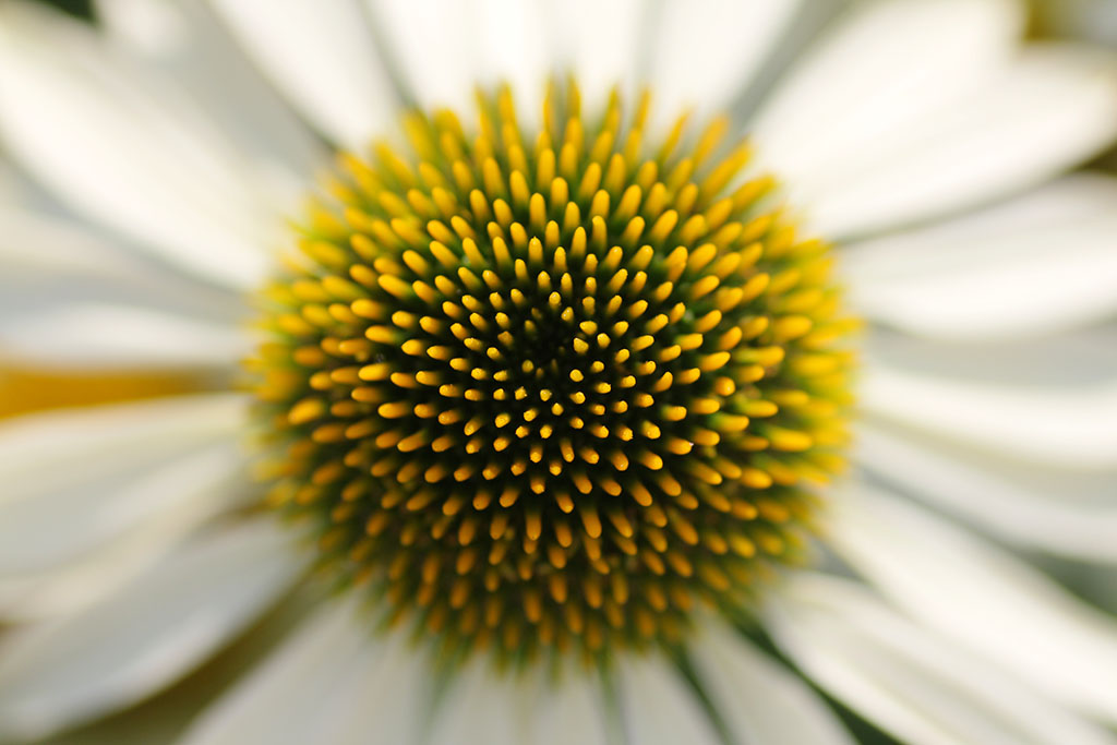 Braucht eine Blume einen Titel?