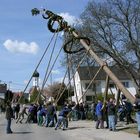 Brauchtum : Aufstellen eines Maibaumes wird immer am 1.Mai durchgeführt