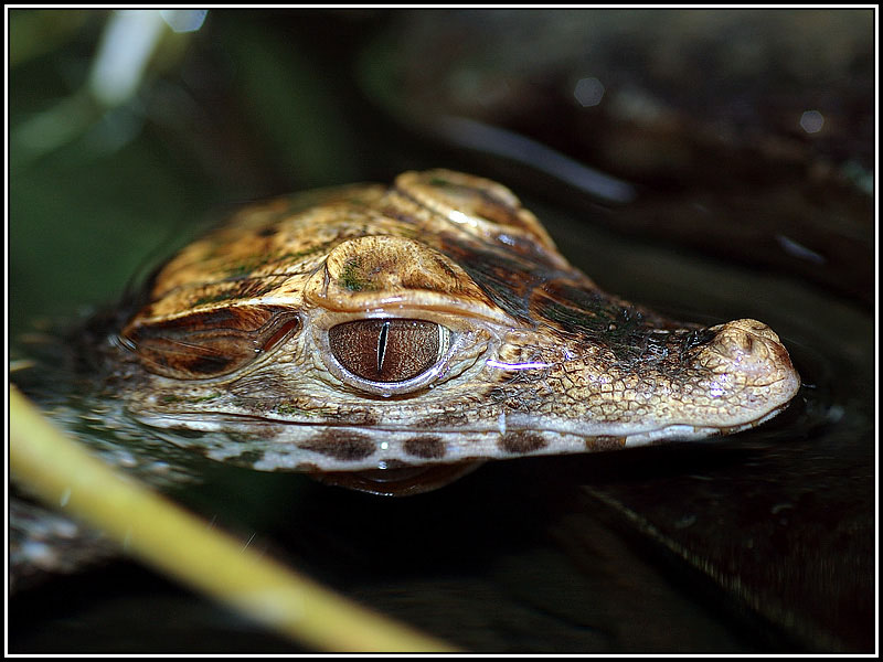 Brauen Glattstirnkaiman_Paleosuchus palpebrosus