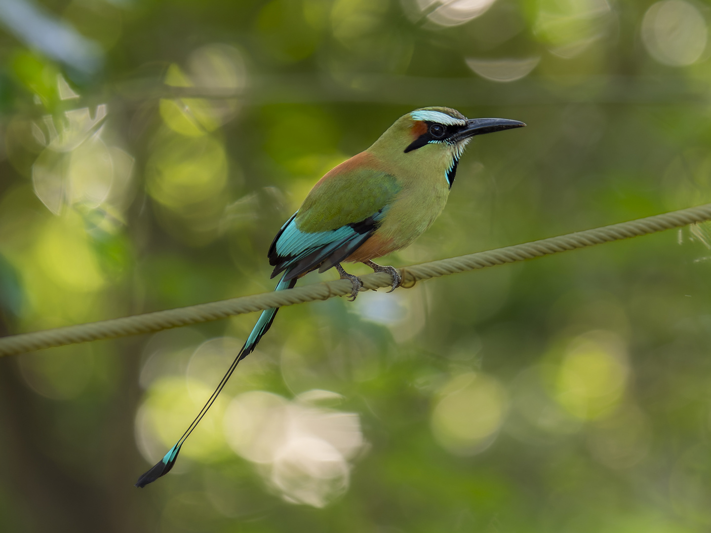 Brauen-Motmot (Eumomota superciliosa)