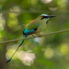 Brauen-Motmot (Eumomota superciliosa)