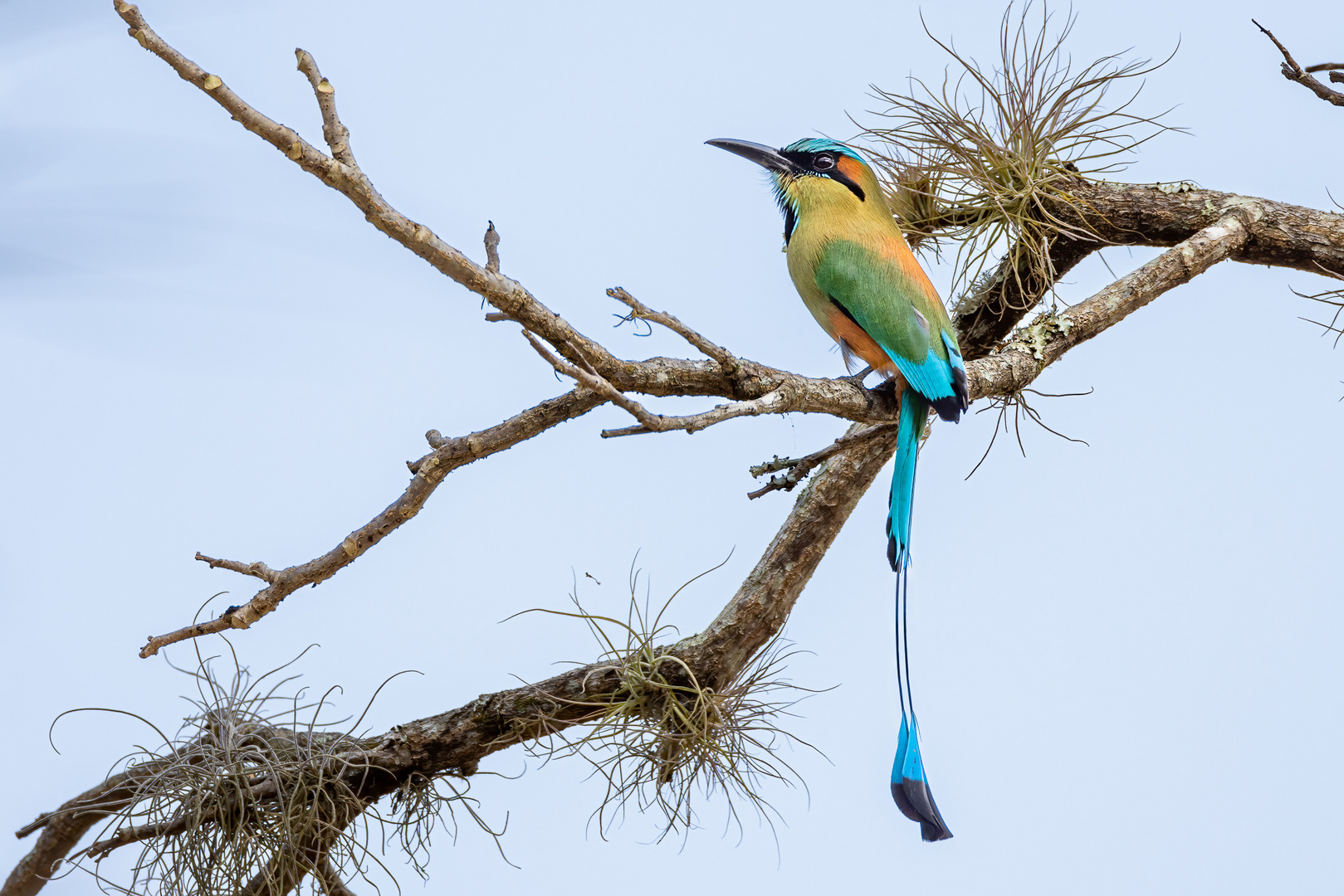 Brauen-Motmot (Turquoise-browed motmot)