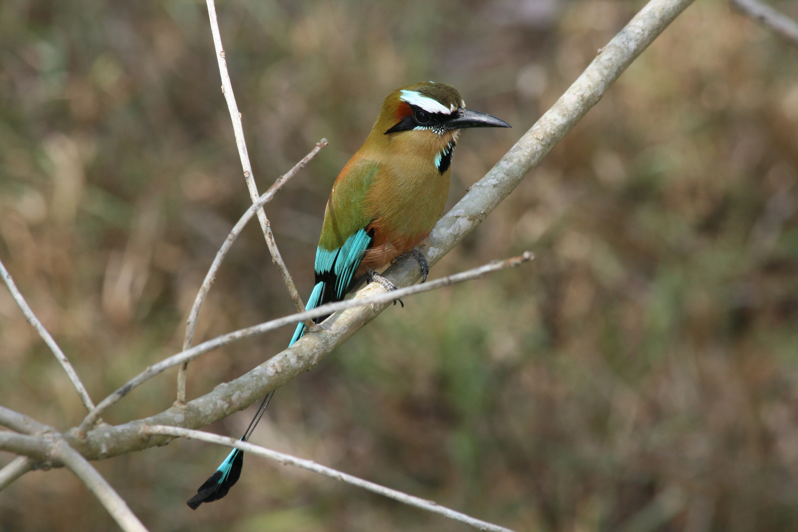 Brauenmotmot