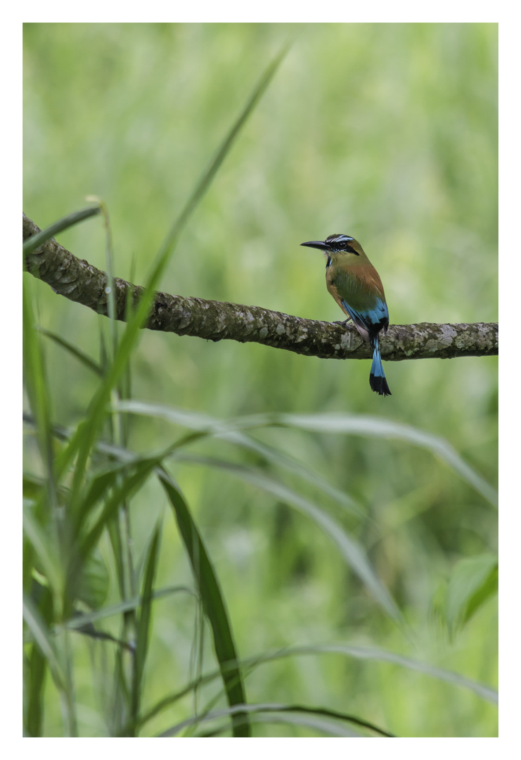 Brauenmotmot