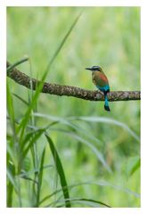 Brauenmotmot