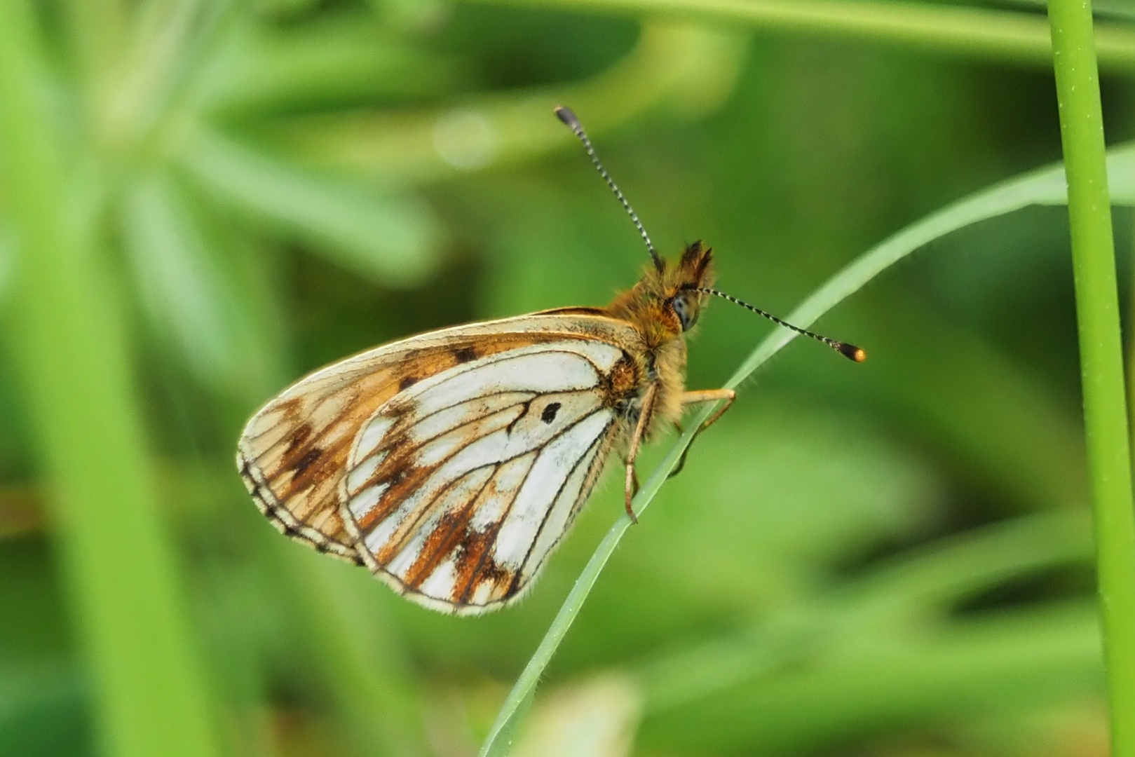 Braufleckiger Perlmuttfalter ( Boloria selene ) Aberration