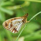 Braufleckiger Perlmuttfalter ( Boloria selene ) Aberration