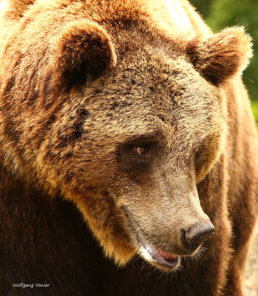 Braun Bär