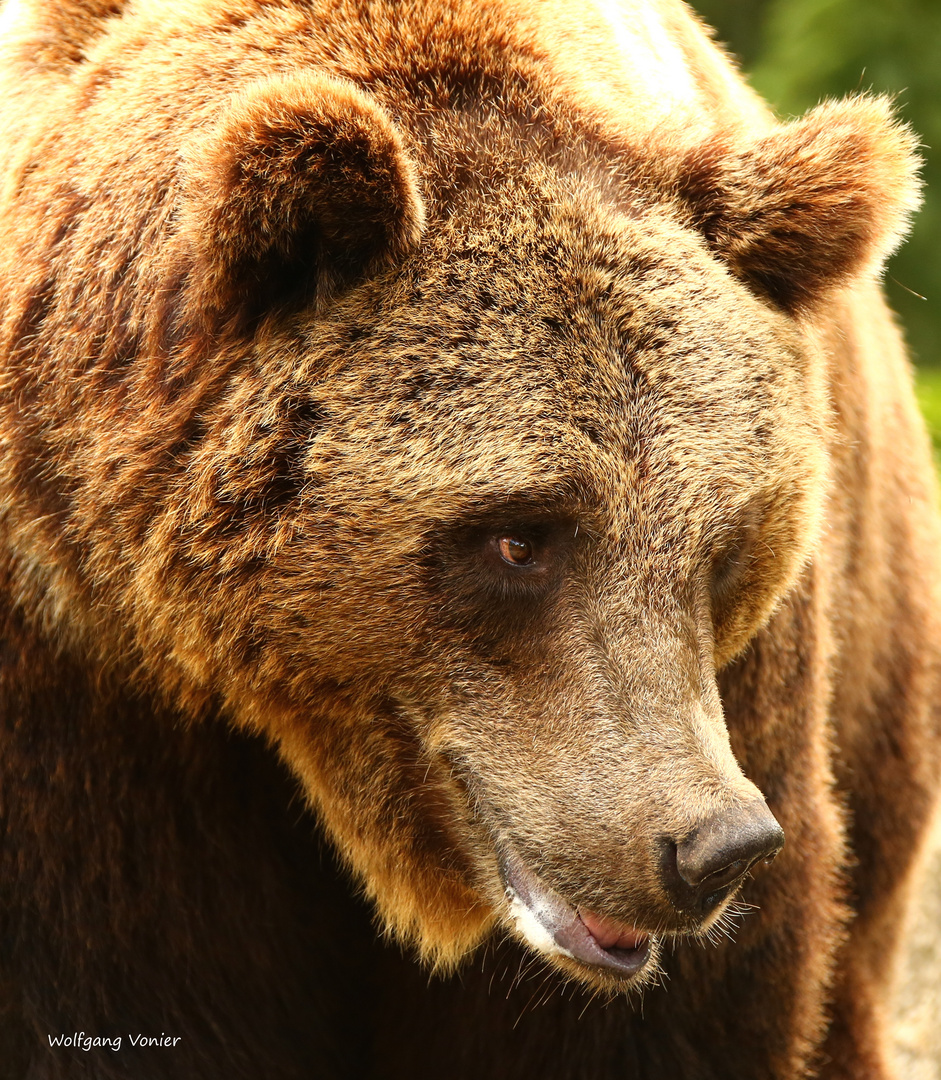 Braun Bär Foto & Bild makro, natur, macro Bilder auf fotocommunity