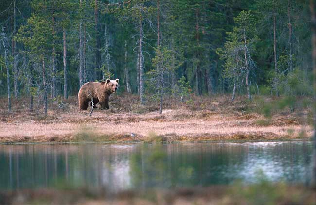 Braun Bär