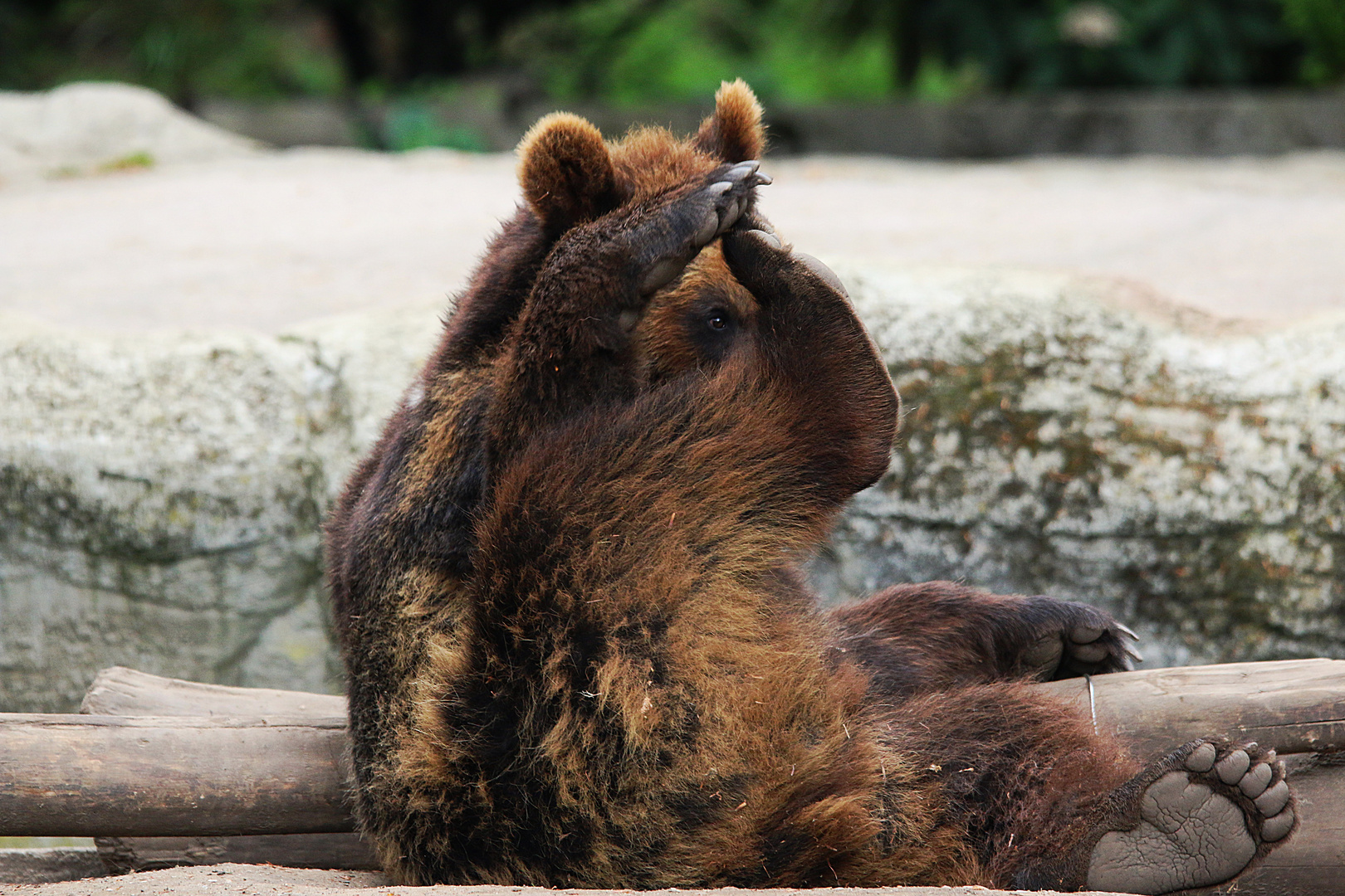 Braun Bär macht Späße