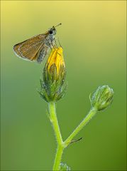 Braun-Dickkopffalter