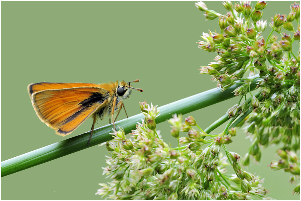 Braun- Dickkopffalter (Thymelicus sylvestris)