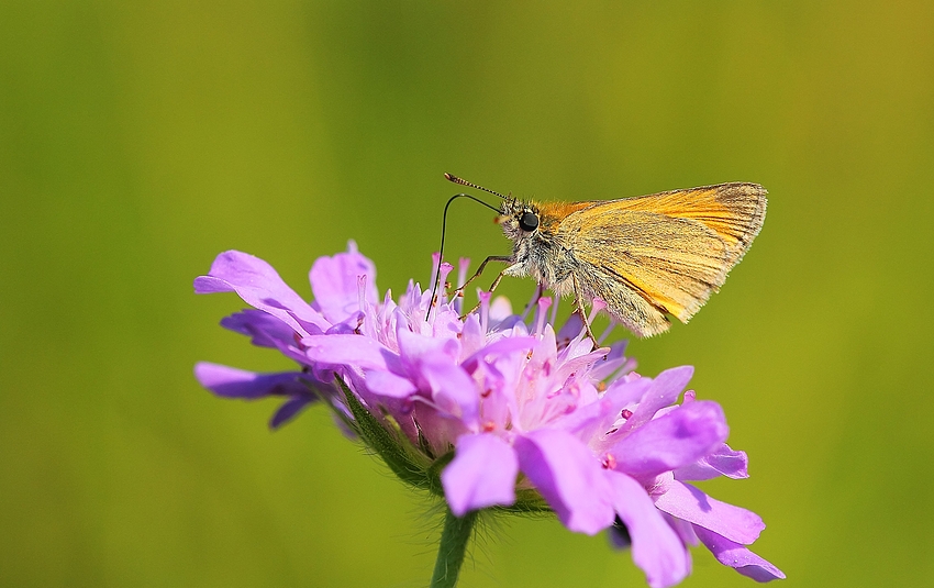 Braun-Dickkopffalter (Thymelicus sylvestris)