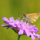 Braun-Dickkopffalter (Thymelicus sylvestris)