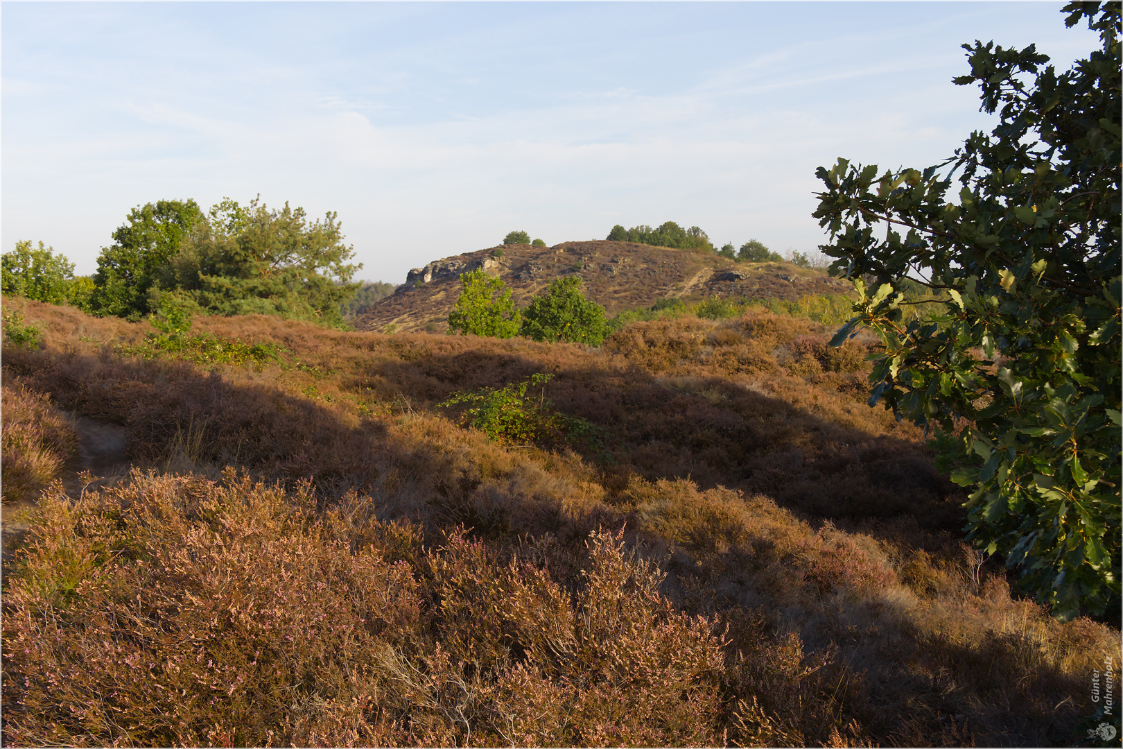 Braun ist dei Heide, wenn sie verblüht