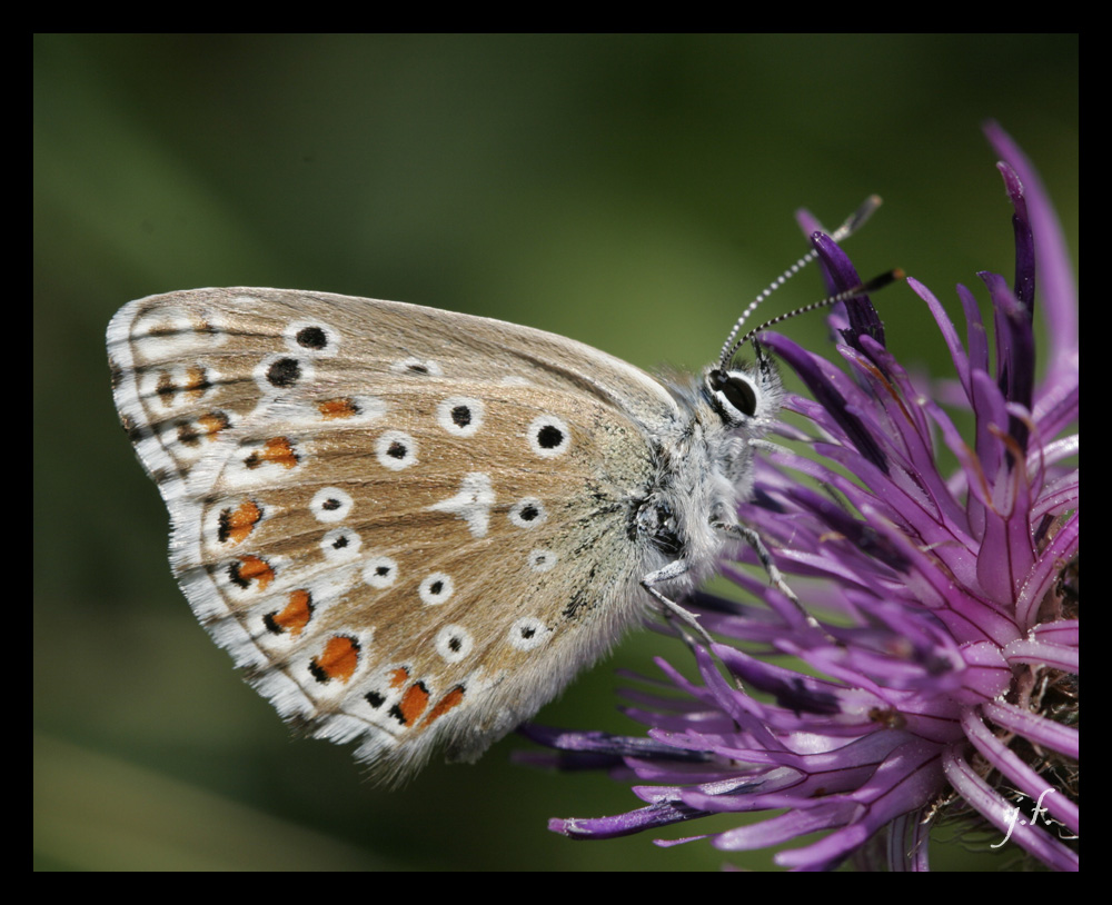 braun melierter glücklicher Schmetterling auf violetter Blühte ...