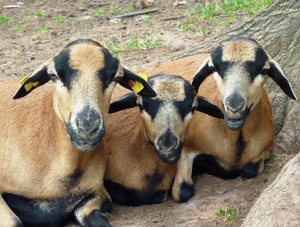 Braun-schwarze Ziegenart im Wildpark fotografiert