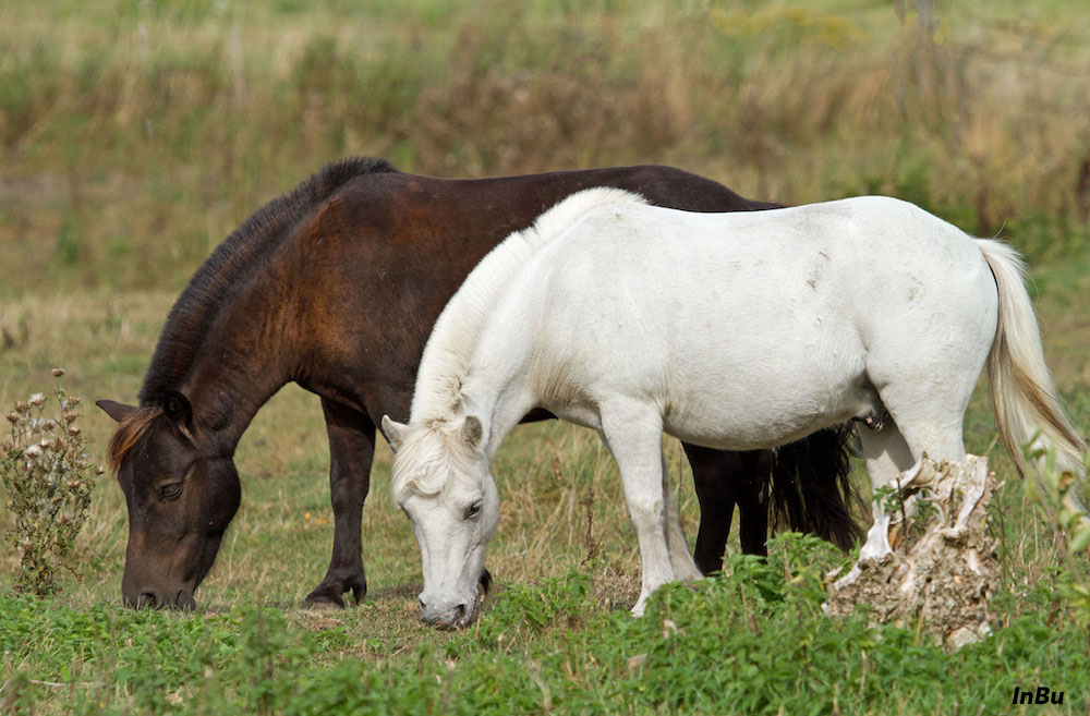 braun und weiss