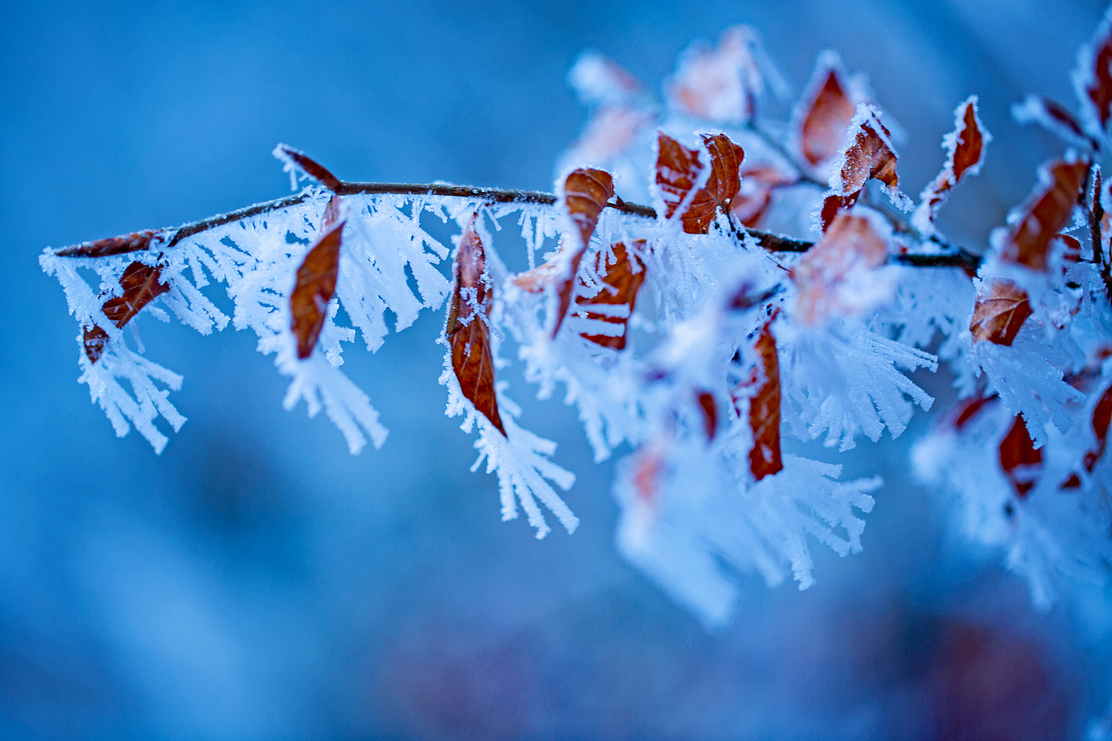 Braun-weiss-blau